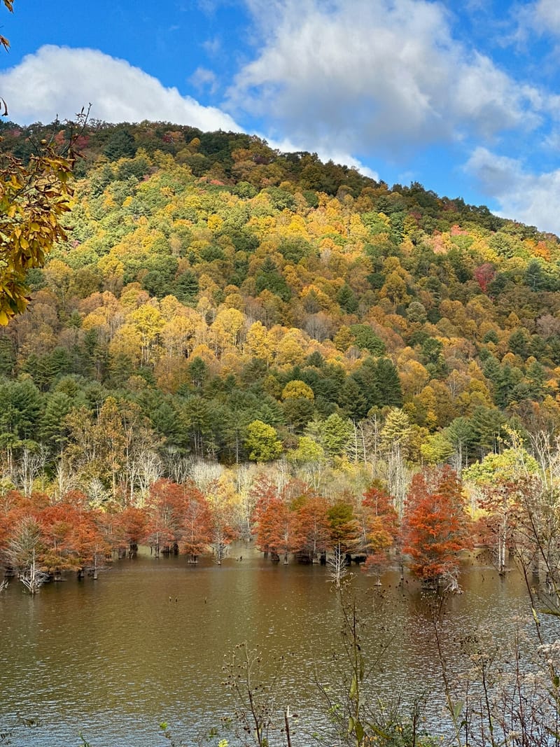 Vibrant fall mountainside above red cypress trees standing in Watauga Lake.