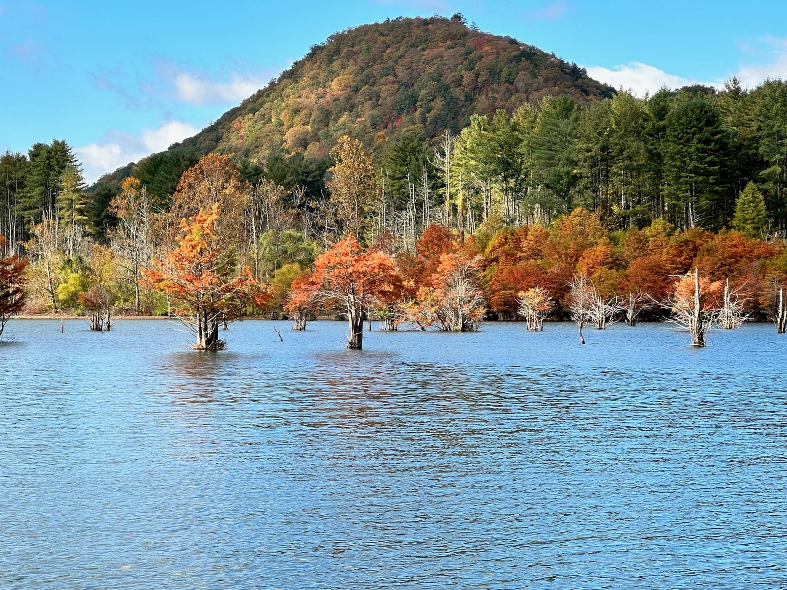 Fall color on the mountains above Watauga Lake with bare cypresses standing in the water.
