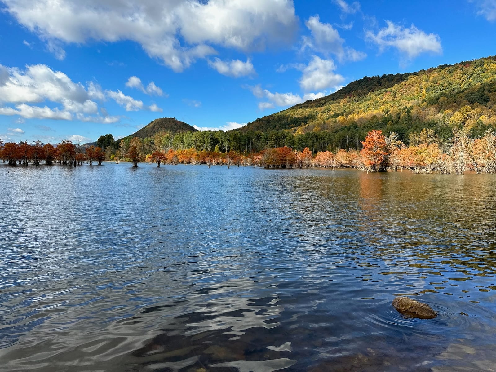 Bare cypress trees standing in Watauga Lake with fall-color mountains behind them at peak foliage.