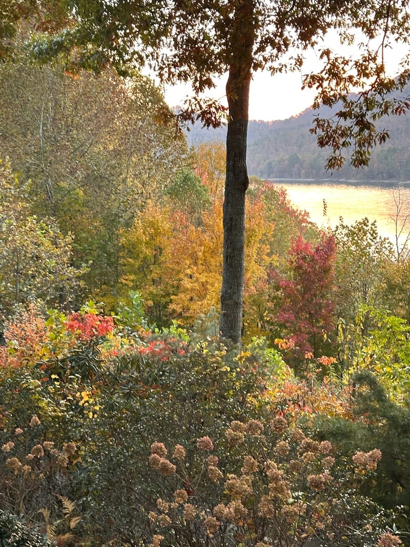Watauga Lake framed by autumn foliage and wildflowers from the lake house yard.