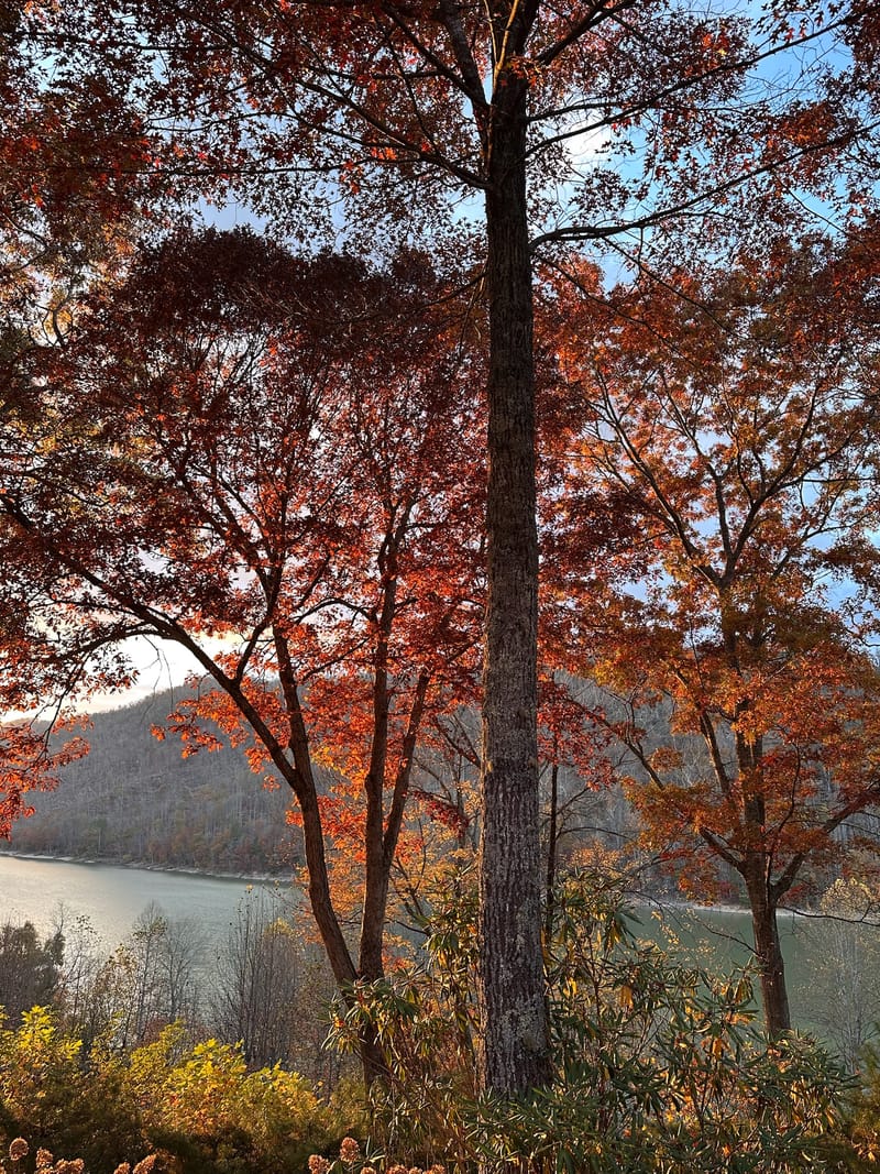 Red oak leaves frame a view of Watauga Lake from the lake house in autumn.