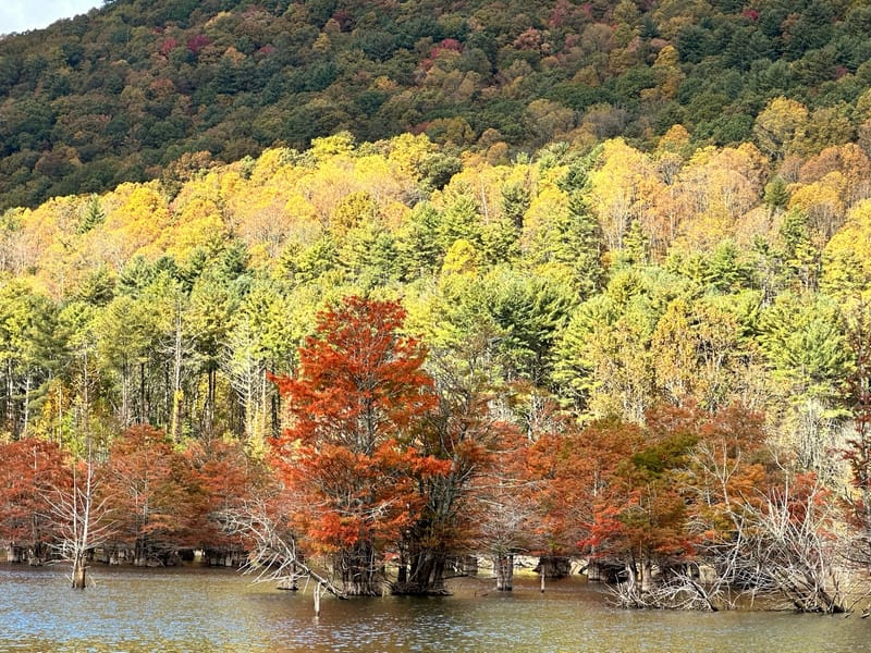 Patchwork of fall colors on an Appalachian mountainside above Watauga Lake.