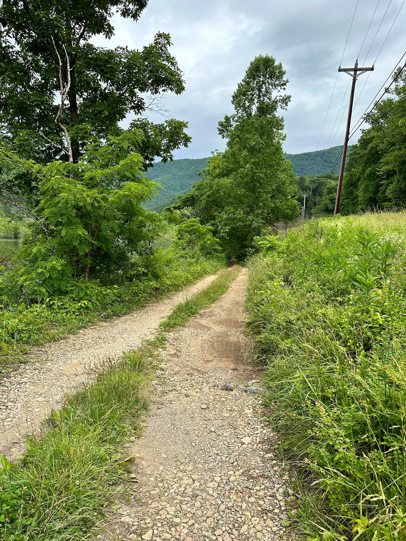 A gravel walking path through summer hardwoods near Watauga Lake.