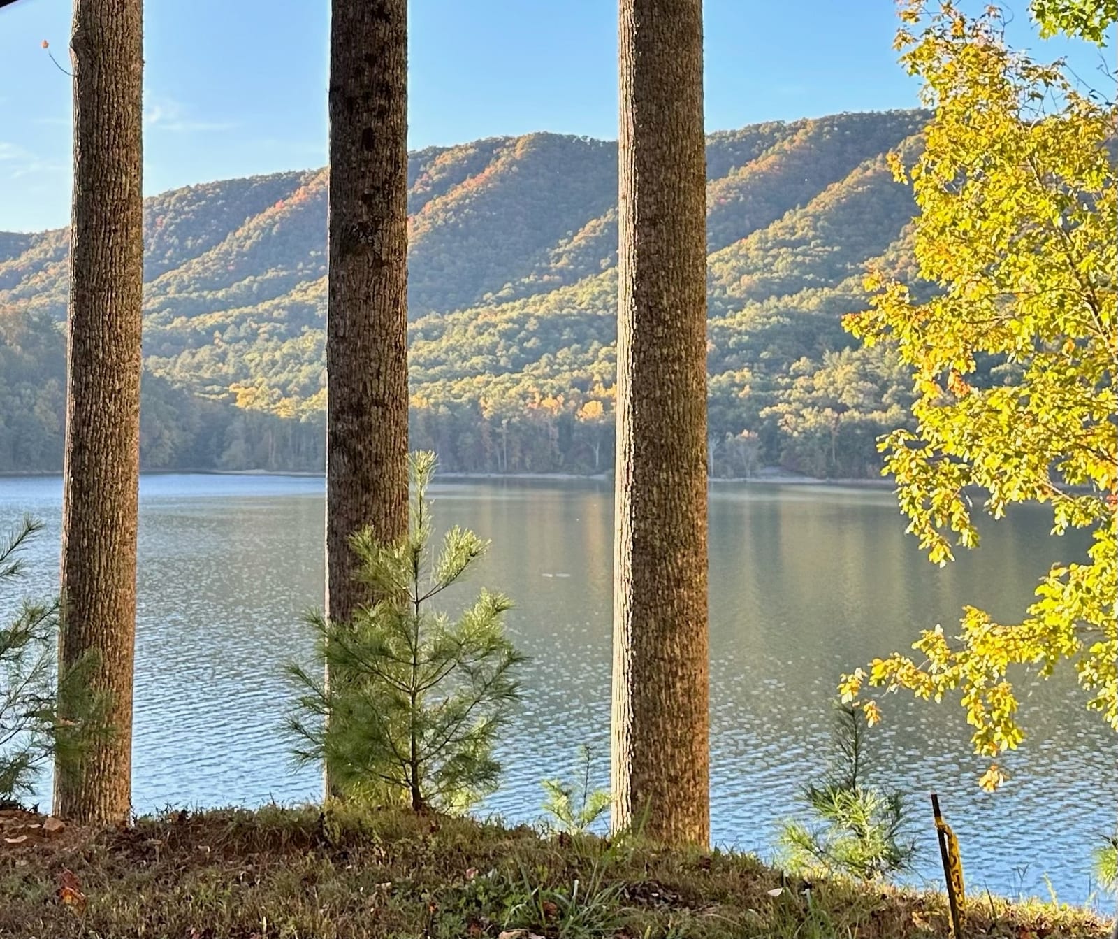A glimpse of Watauga Lake through a stand of pines on a quiet summer day.