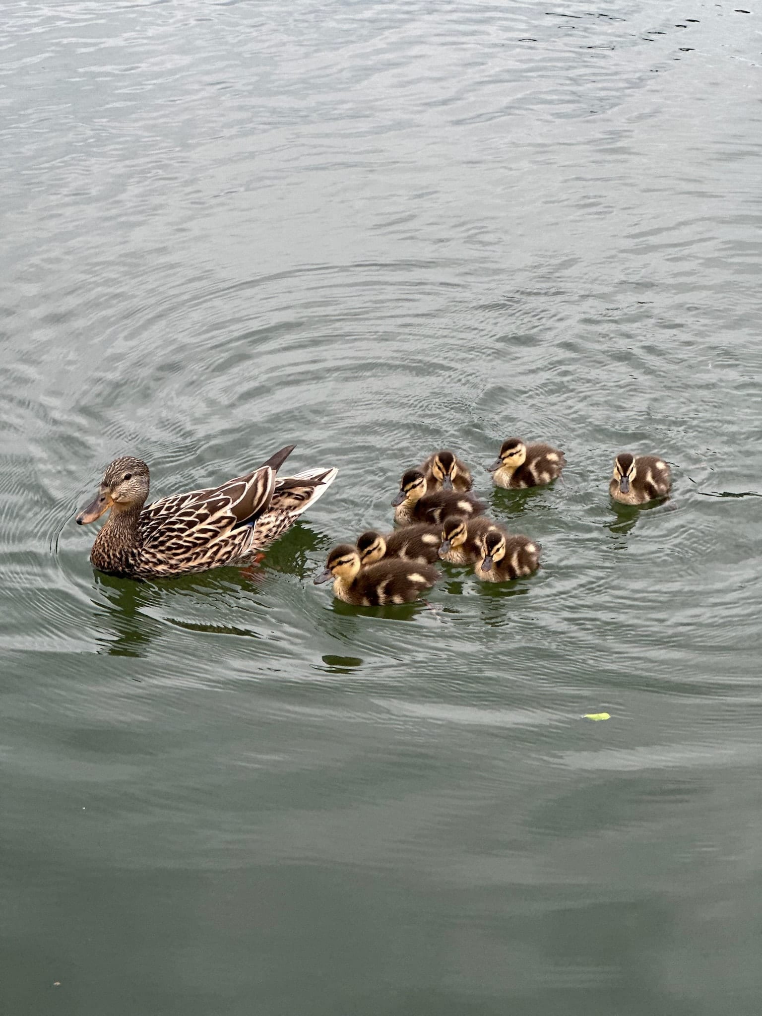 Mother mallard duck swimming with seven ducklings on Watauga Lake.