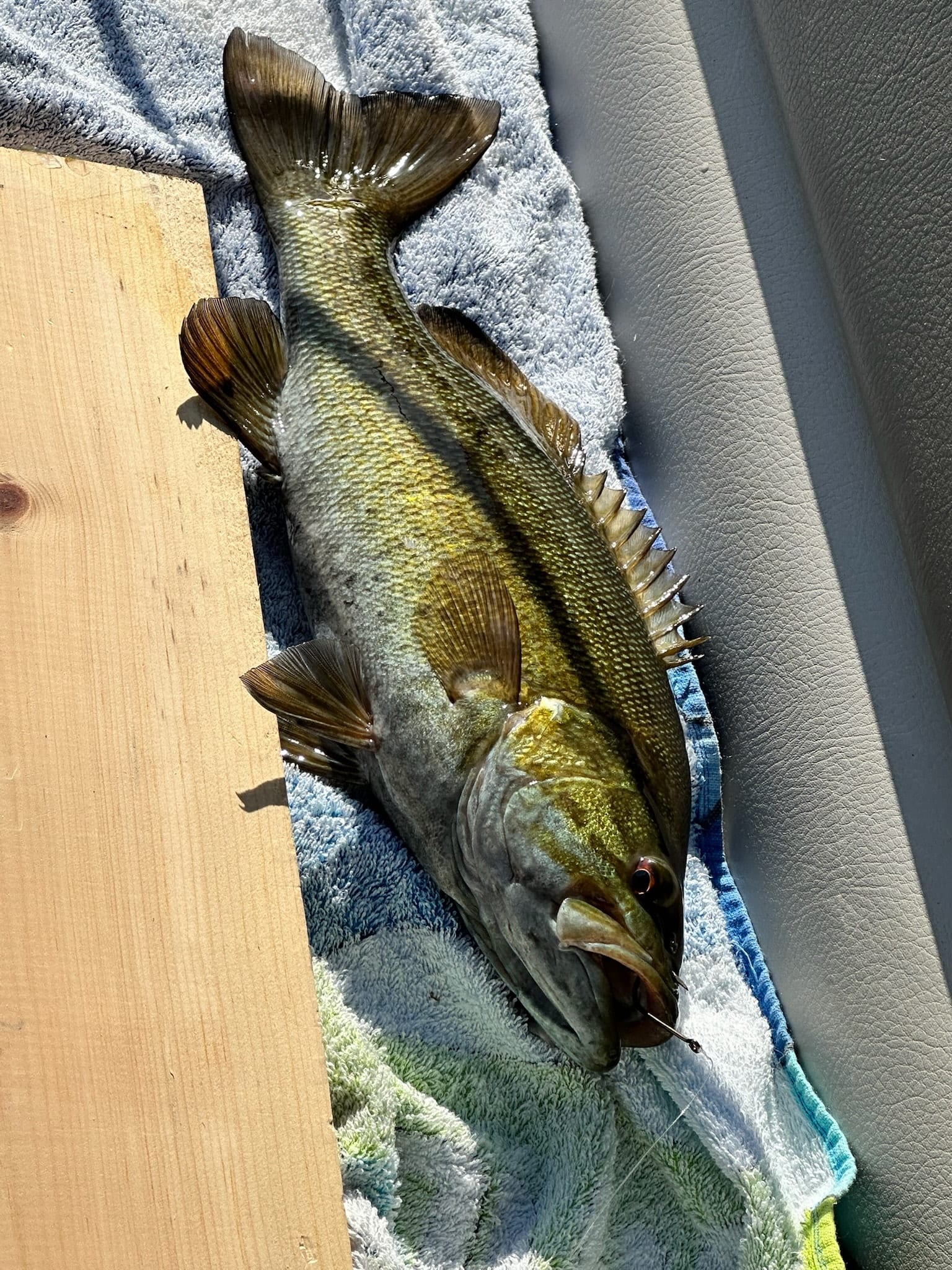 A smallmouth bass held above the water just after being landed on Watauga Lake.