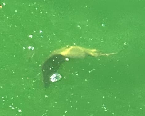 A smallmouth bass photographed underwater in the clear water of Watauga Lake.