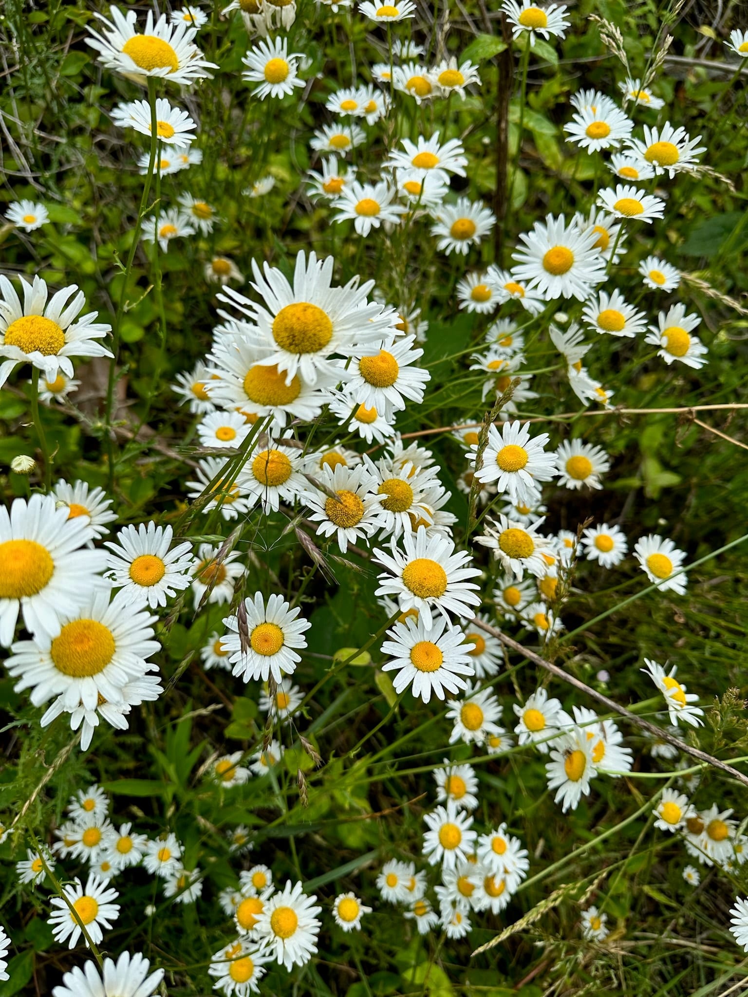 A field of wildflower daisies near Watauga Lake in early summer light.
